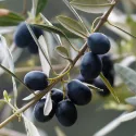 pheromone_mouche_de_l'olive_andermatt