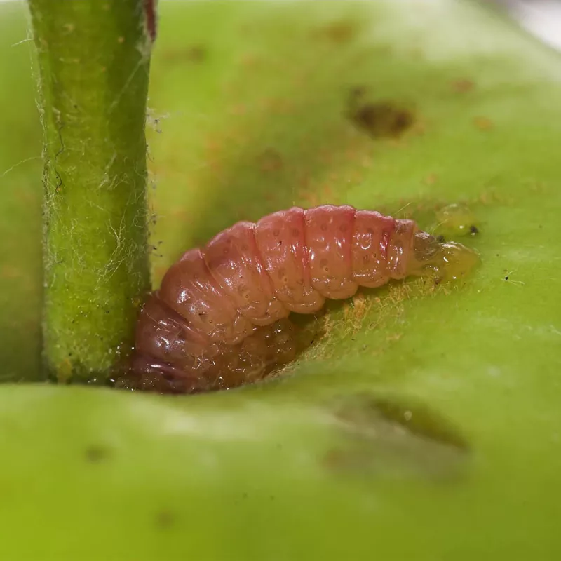 pheromone_carpocapse_des_pommes_andermatt