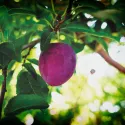 pheromone_carpocapse_des_prunes_andermatt