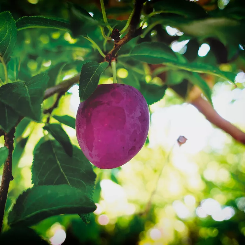 pheromone_carpocapse_des_prunes_andermatt