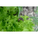 granulés_anti_limaces
