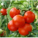 KIT SAISON Phéromone Mineuse  Tomate