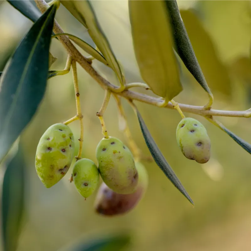 pheromone_mouche_de_l'olive_andermatt