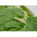 pheromone_mineuse_de_la_tomate_andermatt