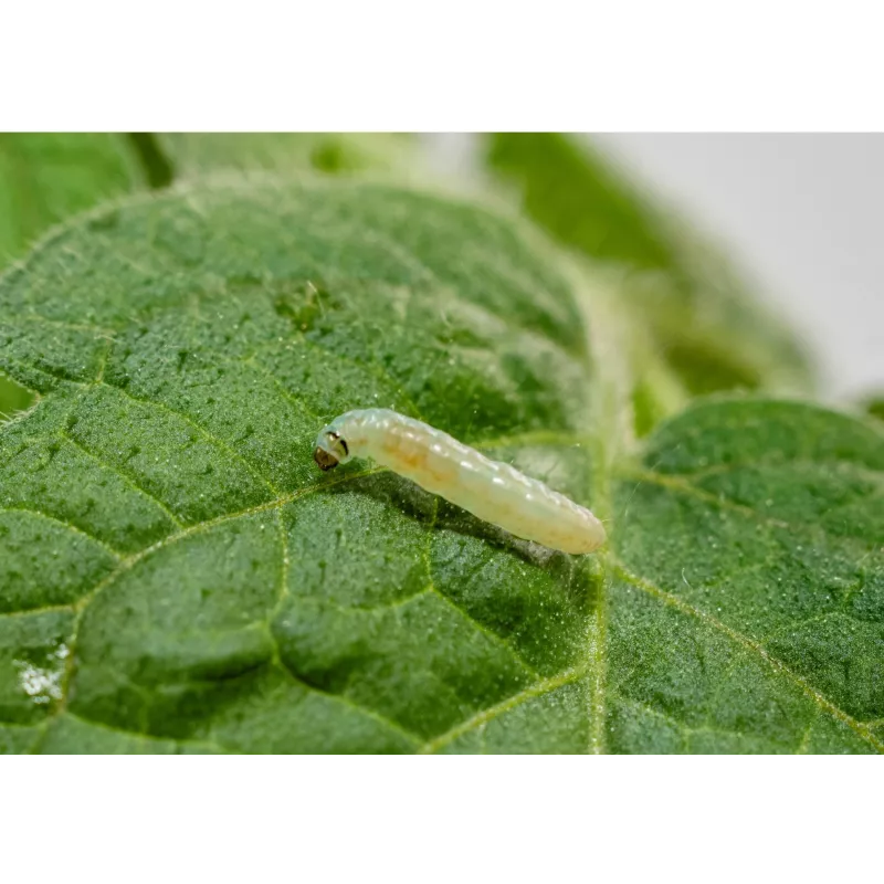 pheromone_mineuse_de_la_tomate_andermatt
