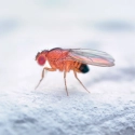Kit de piégeage Drosophila-Suzukii silence ca pousse andermatt france