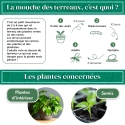 Nématodes pour mouches du terreau 5M