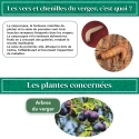 Nématodes pour Arbres Fruitiers 5M