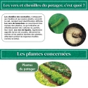Nématodes  Mix pour Potager  (2x 5 Millions)