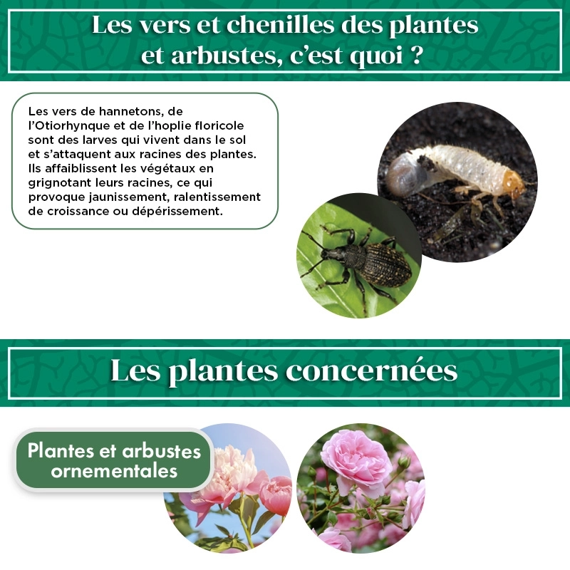 Nématodes pour Plantes et Arbustes 5M