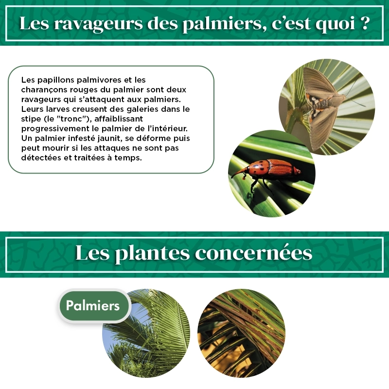 Nématodes pour gazon 5 M