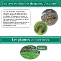 Nématodes pour gazon 50 M
