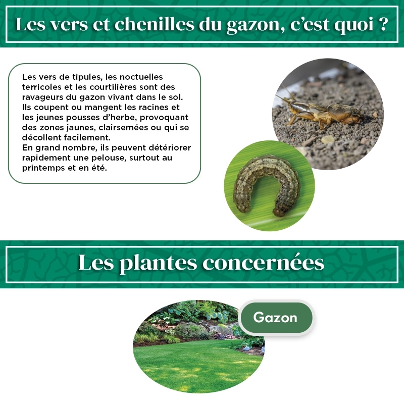 Nématodes pour gazon 50 M