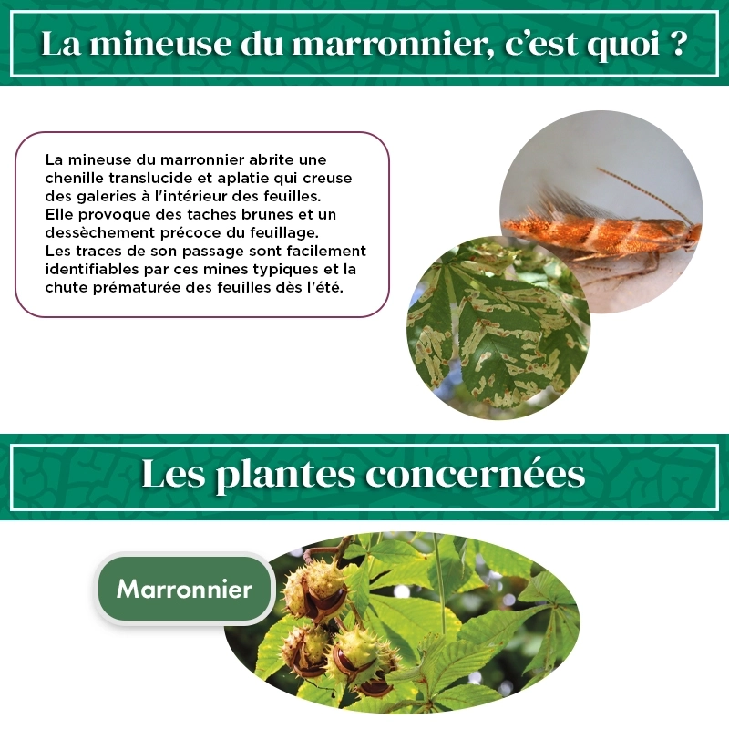 kit_pheromone_mineuse_marronnier_andermatt