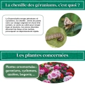 kit_pheromone_duponchelia_fovealis_andermatt