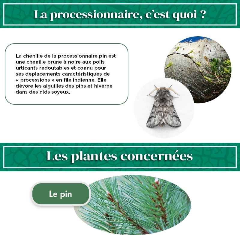 kit_pheromone_processionnaire_du_pin_andermatt