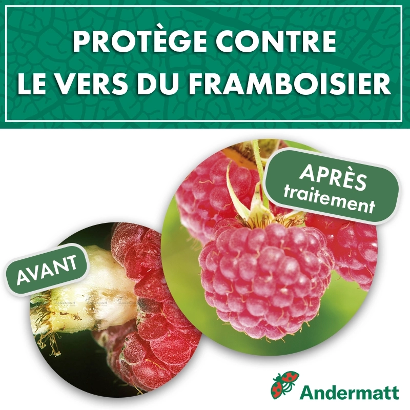 Kit Phéromone Ver du framboisier Andermatt