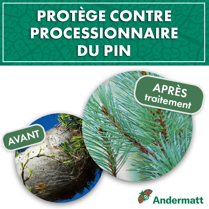 pheromone_cossus_gâte-bois-andermatt