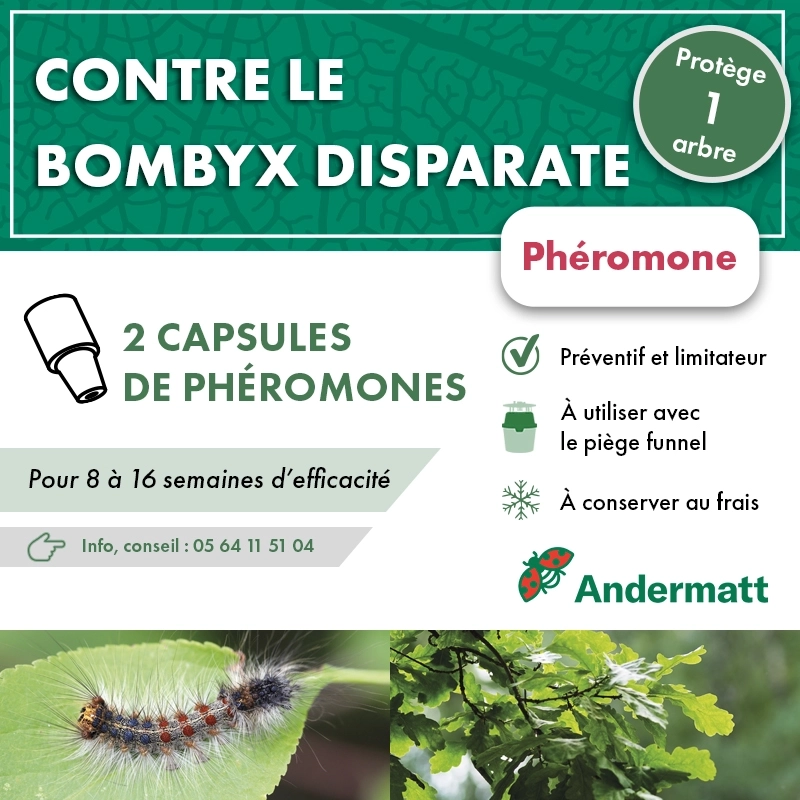phéromone - Bombyx_andermatt
