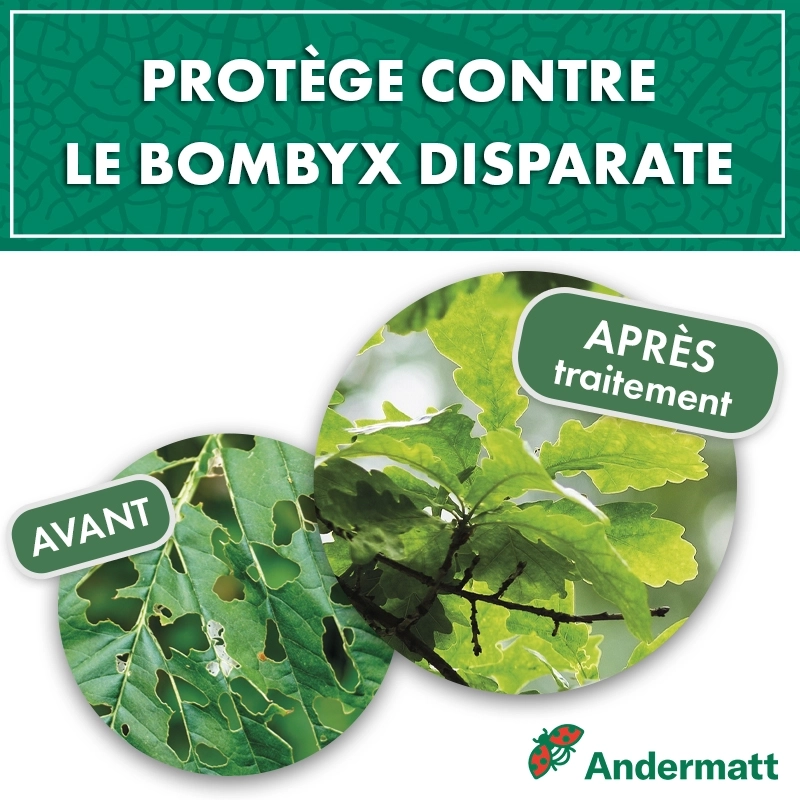 phéromone - Bombyx_andermatt