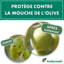 pheromone_mouche_de_l'olive_andermatt