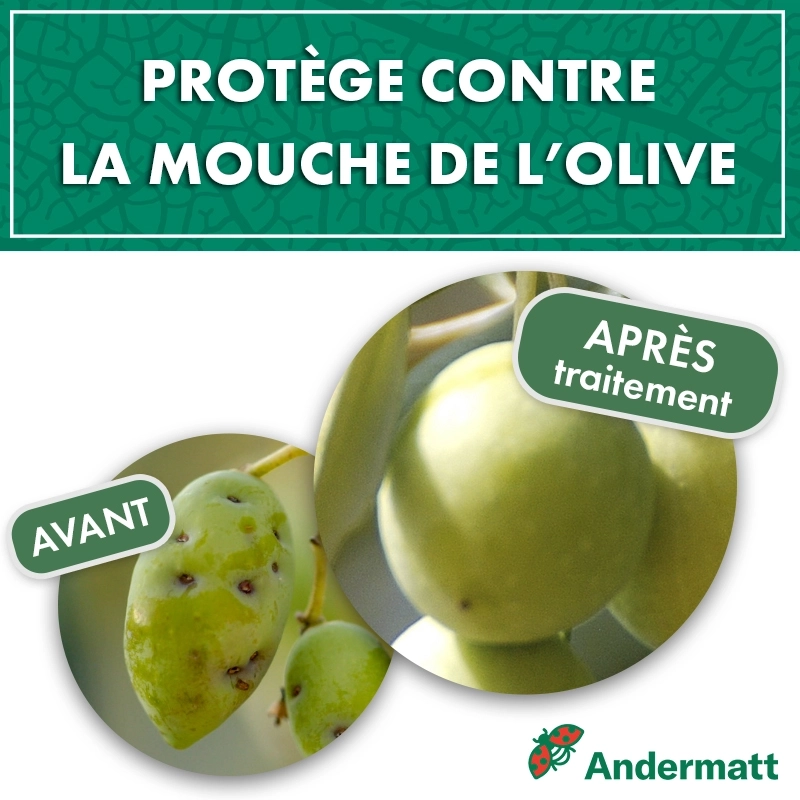 pheromone_mouche_de_l'olive_andermatt