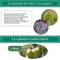 pheromone_mouche_de_l'olive_andermatt