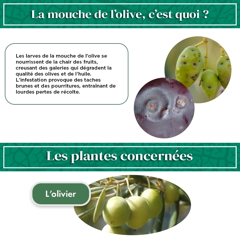 pheromone_mouche_de_l'olive_andermatt