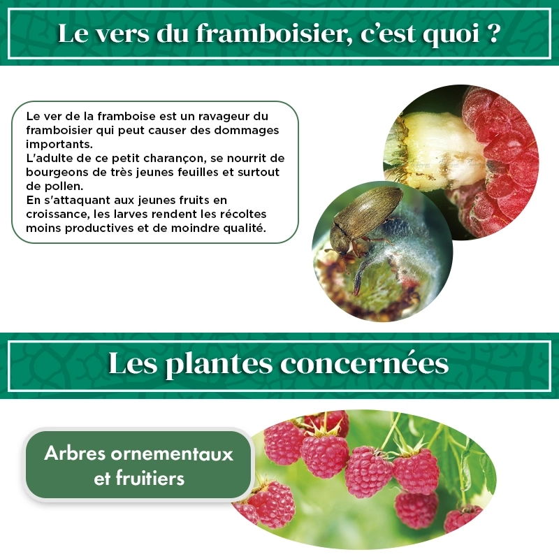 pheromone_ver_du_framboisier_andermatt