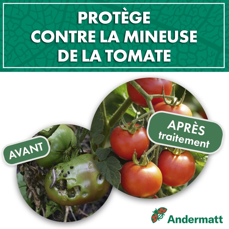 pheromone_mineuse_de_la_tomate_andermatt