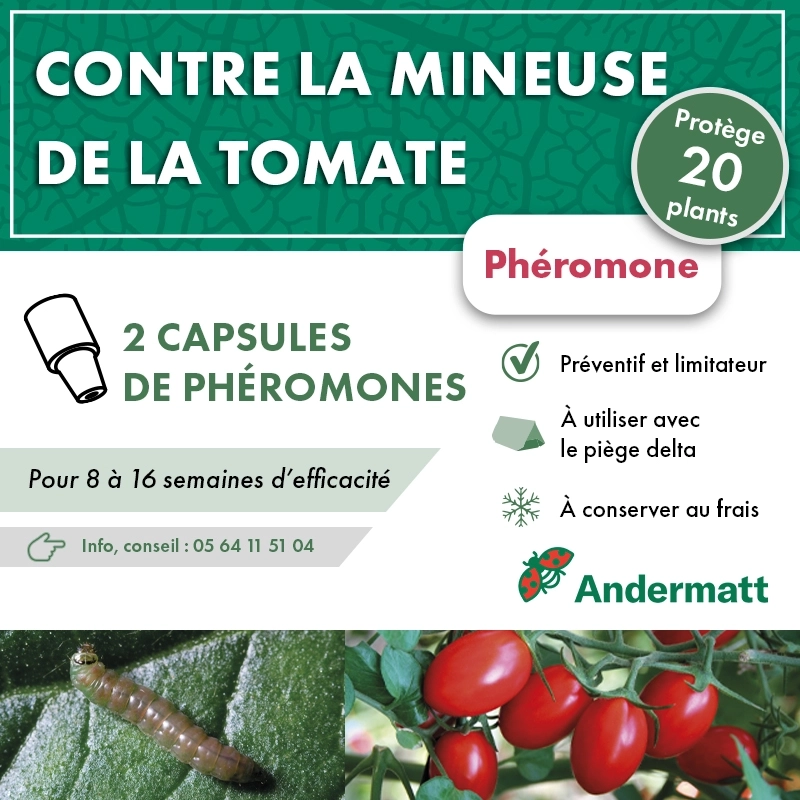 pheromone_mineuse_de_la_tomate_andermatt