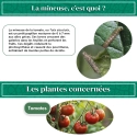 pheromone_mineuse_de_la_tomate_andermatt