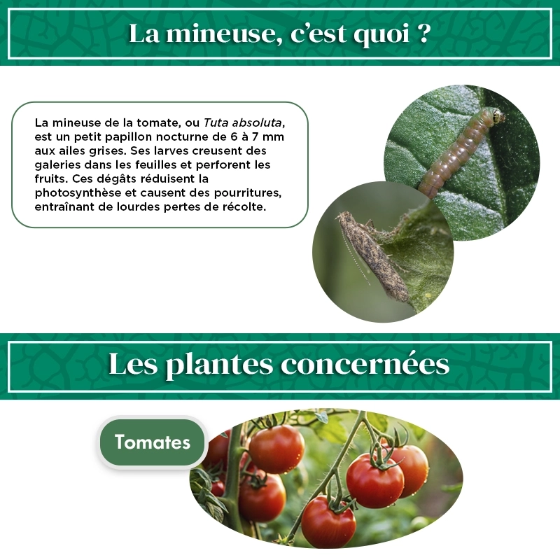 pheromone_mineuse_de_la_tomate_andermatt
