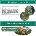 pheromone_tordeuse_orientale_du_pecher_andermatt
