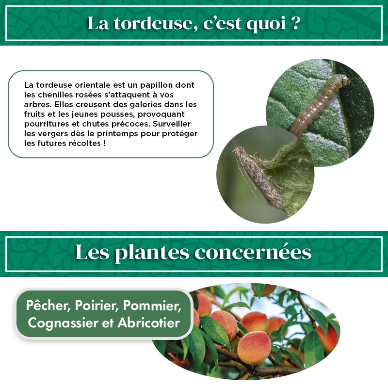 pheromone_tordeuse_orientale_du_pecher_andermatt