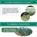 pheromone_teigne_du_poireau_andermatt