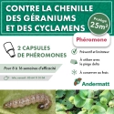 pheromone_duponchelia_fovealis_andermatt