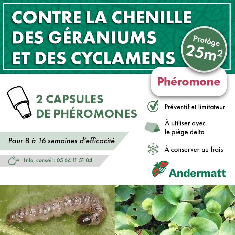 pheromone_duponchelia_fovealis_andermatt