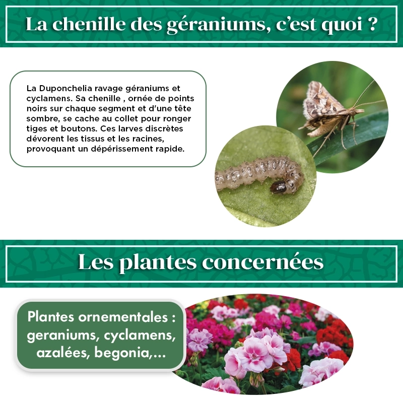 pheromone_duponchelia_fovealis_andermatt