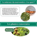 pheromone_mineuse_du_marronnier_andermatt