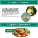 pheromone_heliothis_noctuelle_de_la_tomate_andermatt