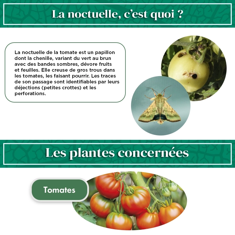pheromone_heliothis_noctuelle_de_la_tomate_andermatt