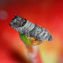pheromone_carpocapse_des_pommes_andermatt
