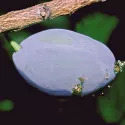 pheromone_carpocapse_des_prunes_andermatt