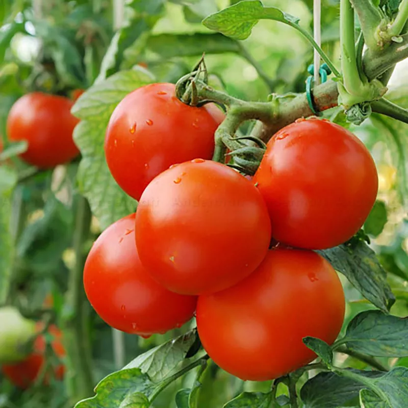 pheromone_mineuse_de_la_tomate_andermatt