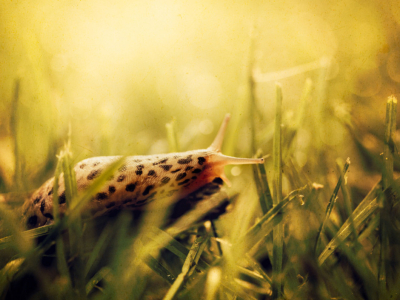 Les limaces envahisseuses de nos jardins