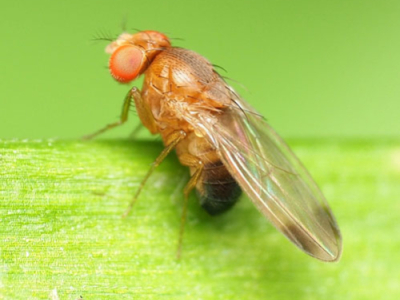 Drosophila suzukii : Le fléau des fruits rouges 