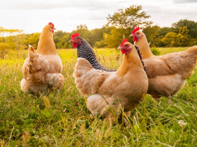 Les reines de la bassecour s'invitent chez vous ! 